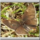 Thecla betulae - Nierenfleck-Zipfelfalter 07.jpg